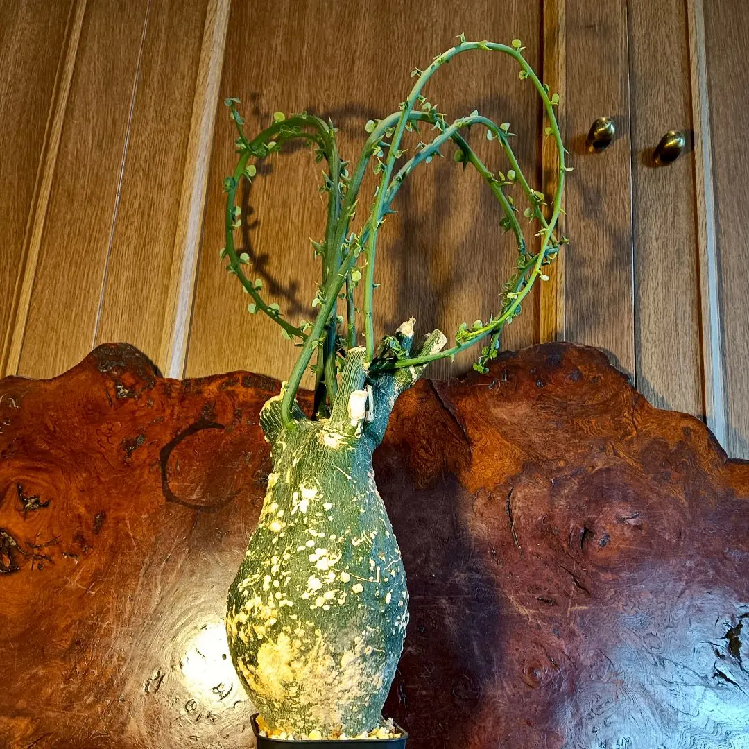 2025年最新】アデニア グロボーサの人気アイテム - メルカリ