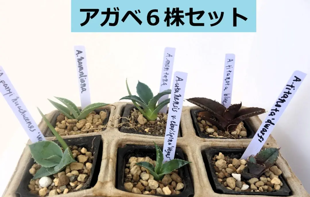 みーこ アガベ ハバーディアナ 特大株 みーこ様 専用 アガベ ハバーディアナ 特大株 - メルカリ