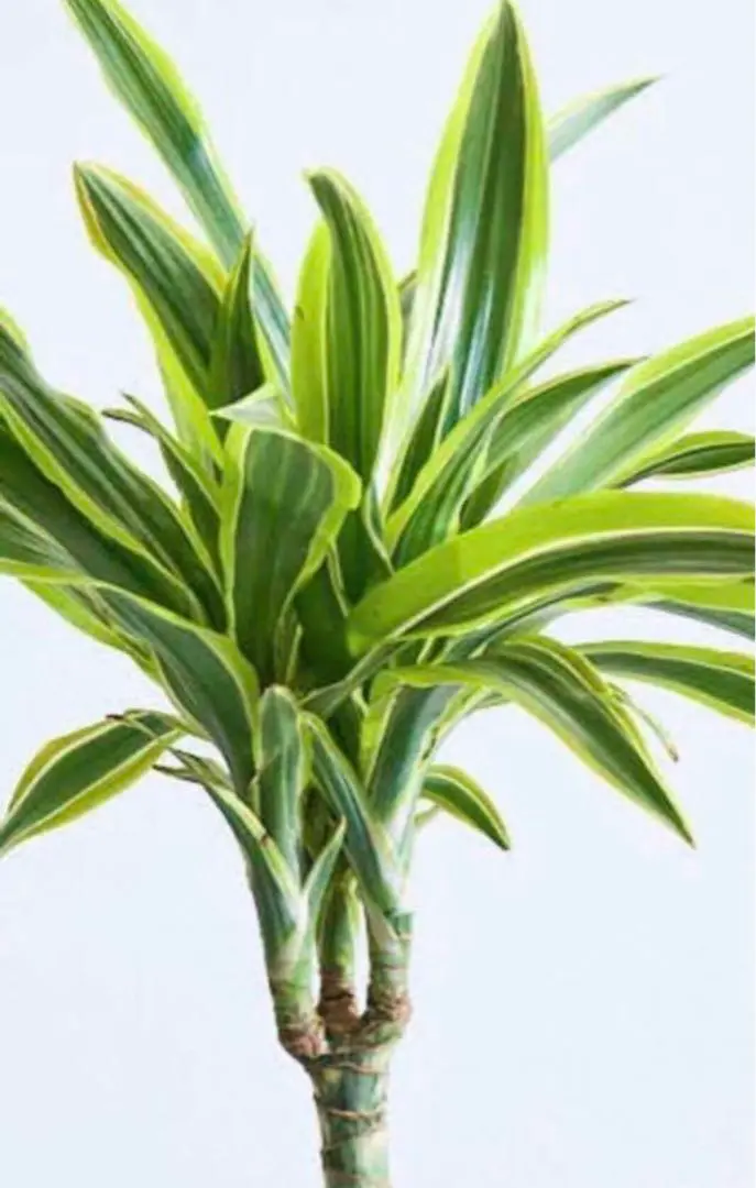 2025年最新】観葉植物 ドラセナ ワーネッキーの人気アイテム