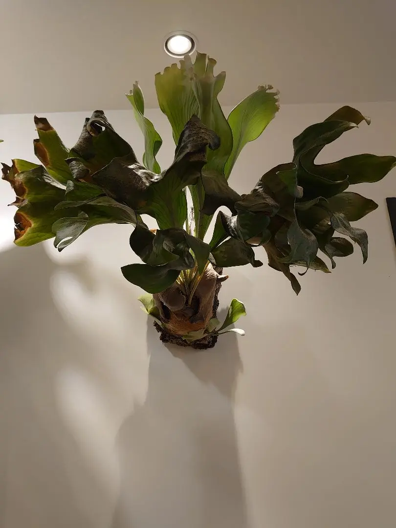 ビカクシダ HAS コモスポ ⊿ HAS #comospo #comolebispore @comolebi_plants.official