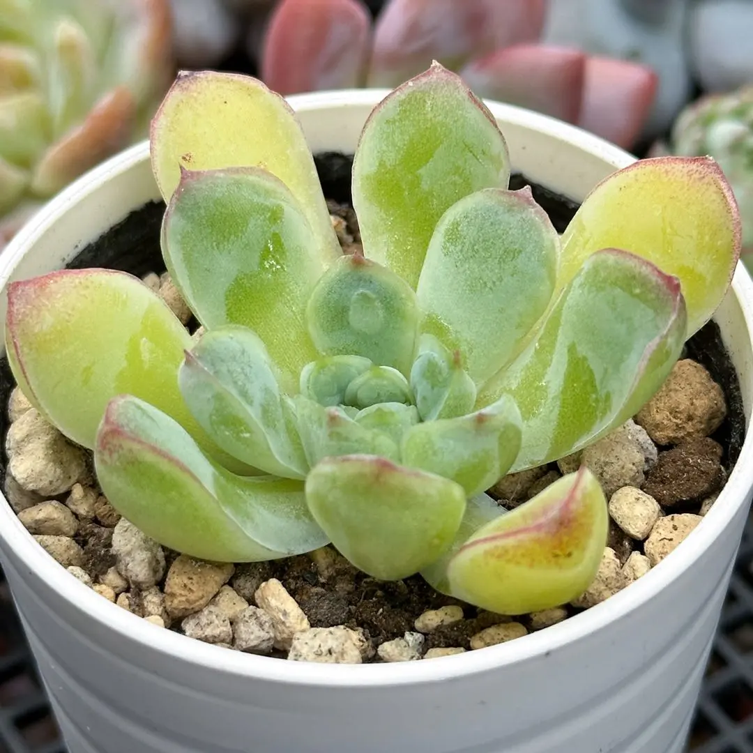 2025年最新】bump多肉の人気アイテム - メルカリ