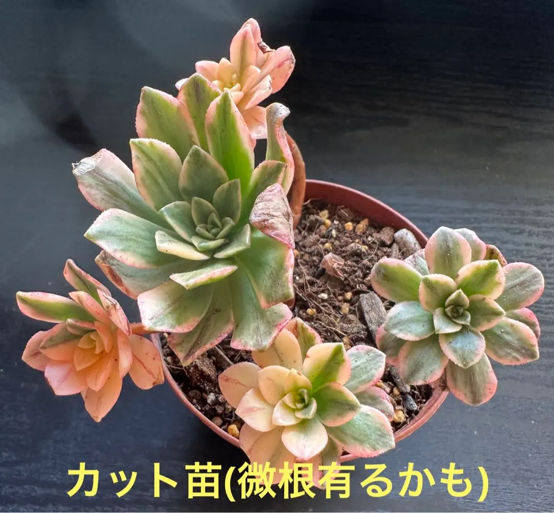 19#多肉植物アエオニウム錦❤️ブロンズメダル錦❤️23頭25cm 拔き苗 19#多肉植物アエオニウム錦❤️ブロンズメダル錦❤️23頭25cm 拔き苗