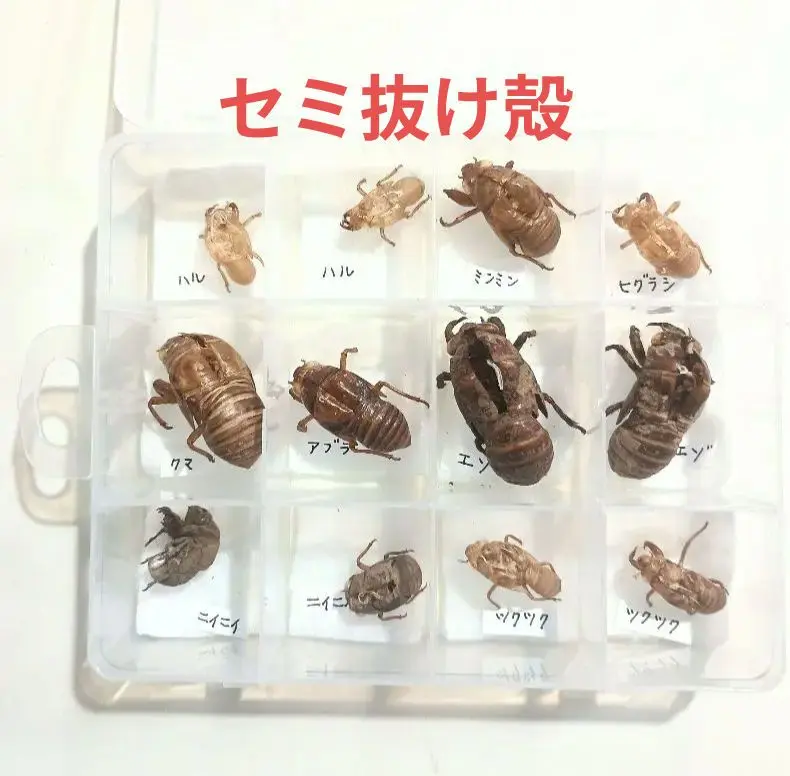 2025年最新】ミンミンゼミ 標本の人気アイテム - メルカリ