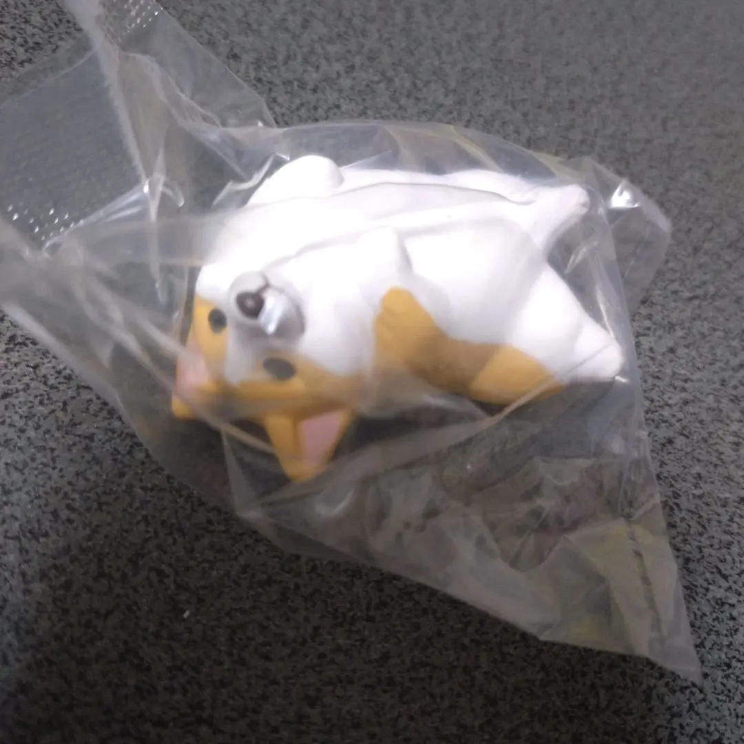 Thumbnail of A Corgi pleading to be held during a walk.