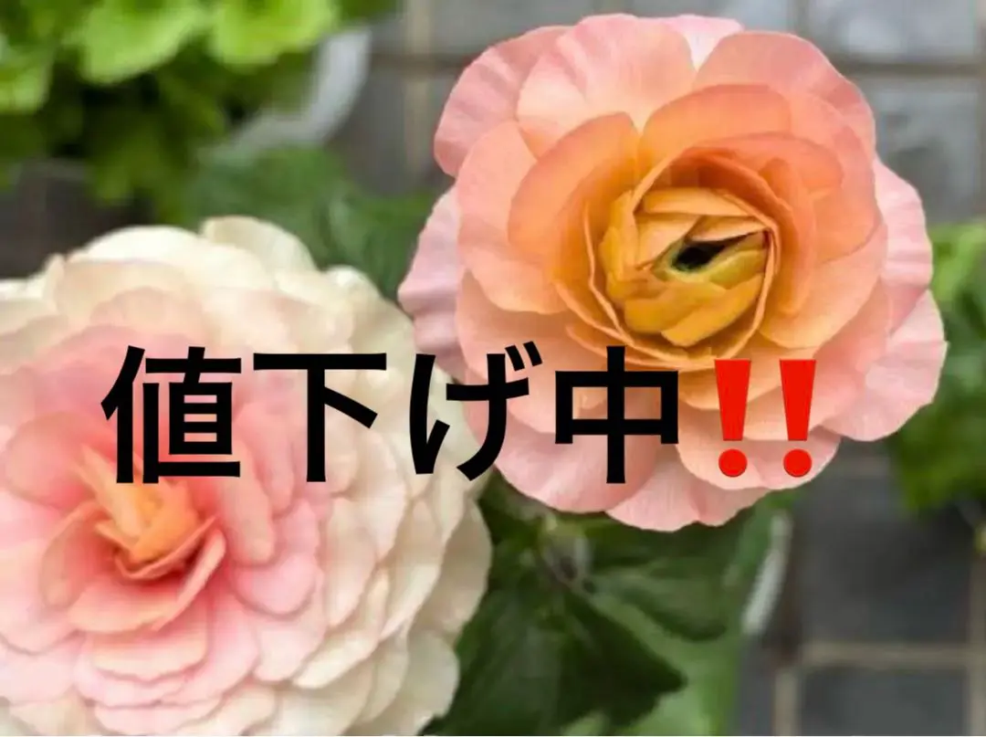 2025年最新】ラナンキュラス ラックス リーベラの人気アイテム