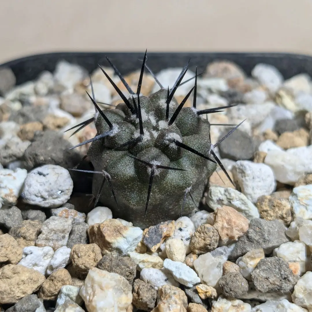 COPIAPOA CINEREA クリスタリゼーション COPIAPOA CINEREA クリスタリゼーション - メルカリ