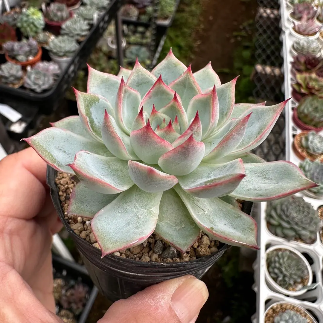 2025年最新】沙羅姫牡丹の人気アイテム - メルカリ