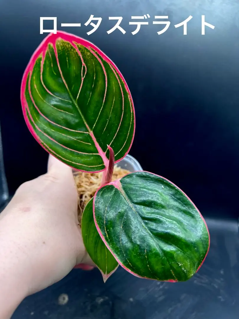 【写真現物】本物♡アグラオネマ　ロータスデライト　大株　ゆうパック発送 アグラオネマ ロータス デライト「Aglaonema Lotus Delight」5