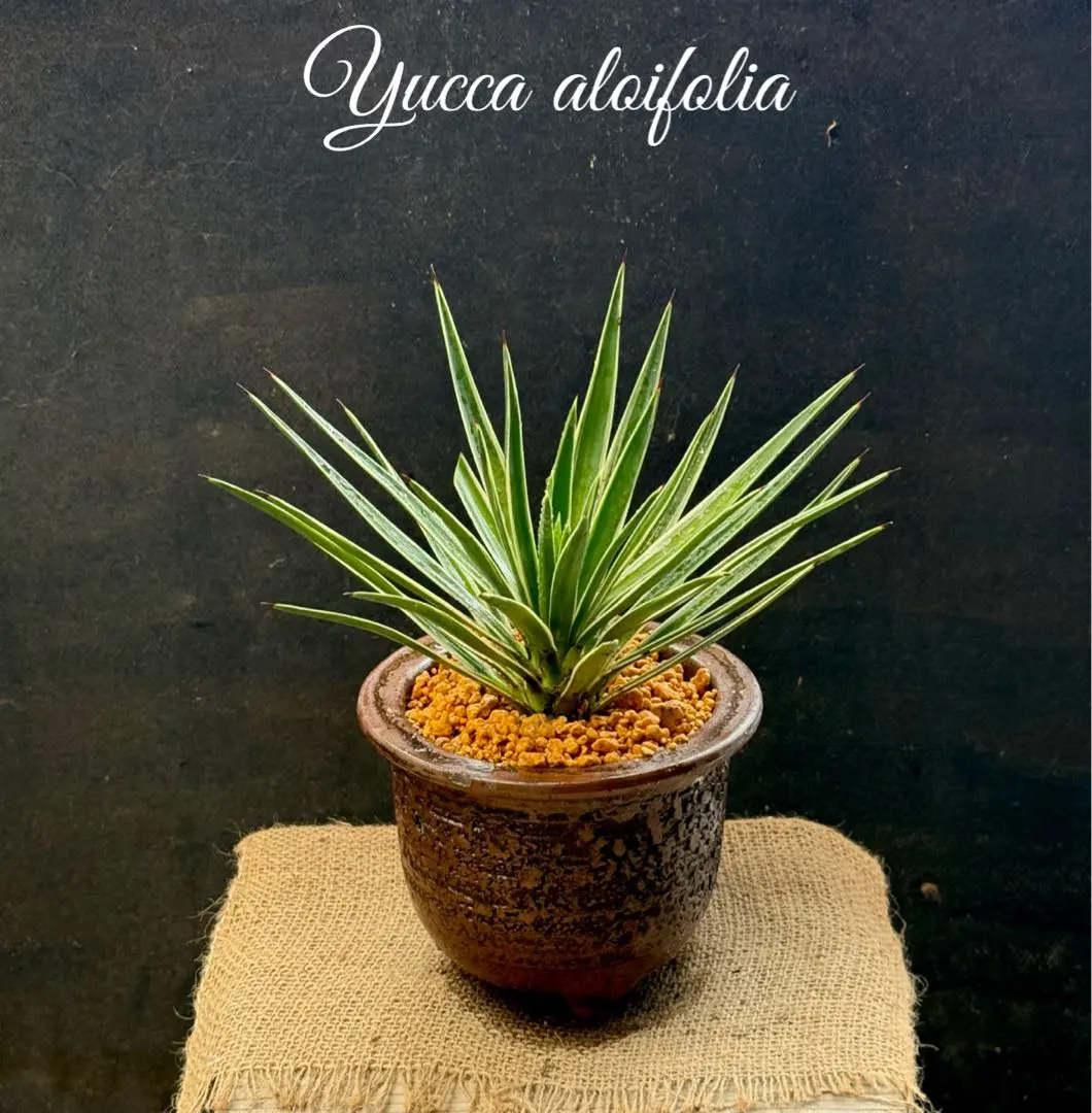 2025年最新】センジュランの人気アイテム - メルカリ