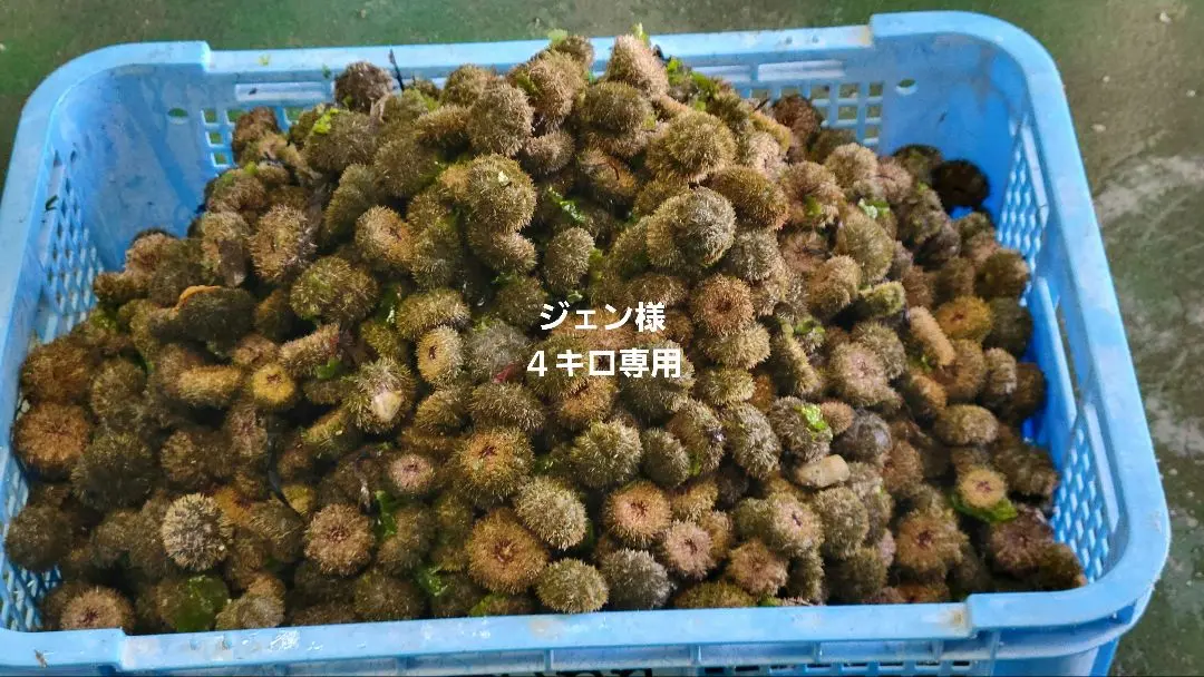 瀬戸内産　高級バフンウニ　冷凍釣り餌用 m71345187168_1.jpg?1724478926
