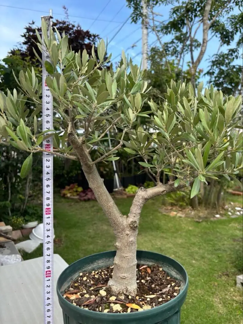 【SOUJU】オリーブ　オリーブの木　美樹形　ピクアル　極太　幹太　植木　9号鉢 創樹 Olive オリーブの木 SOUJU ピクアル 自家受精 オリーブ