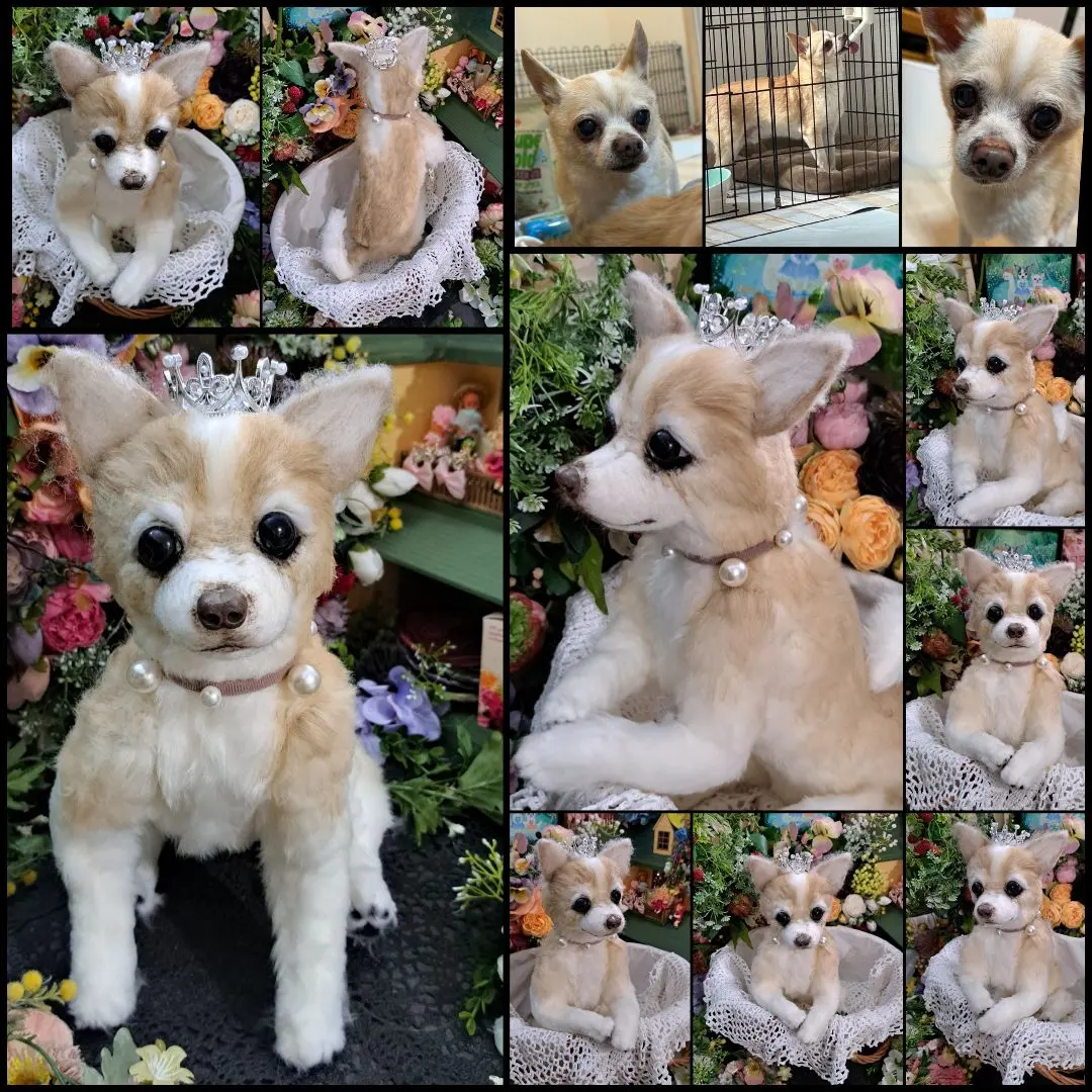 立田ページ♥️　チワワ　ブラックタン　等身大　ぬいぐるみ　カズコオガワ スムースコート チワワ 【ブラックタン】 実物大 ぬいぐるみ