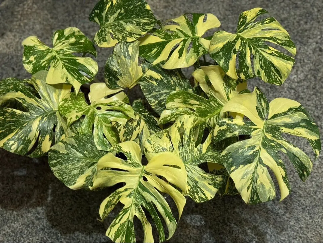 2025年最新】クリームブリュレ モンステラの人気アイテム - メルカリ