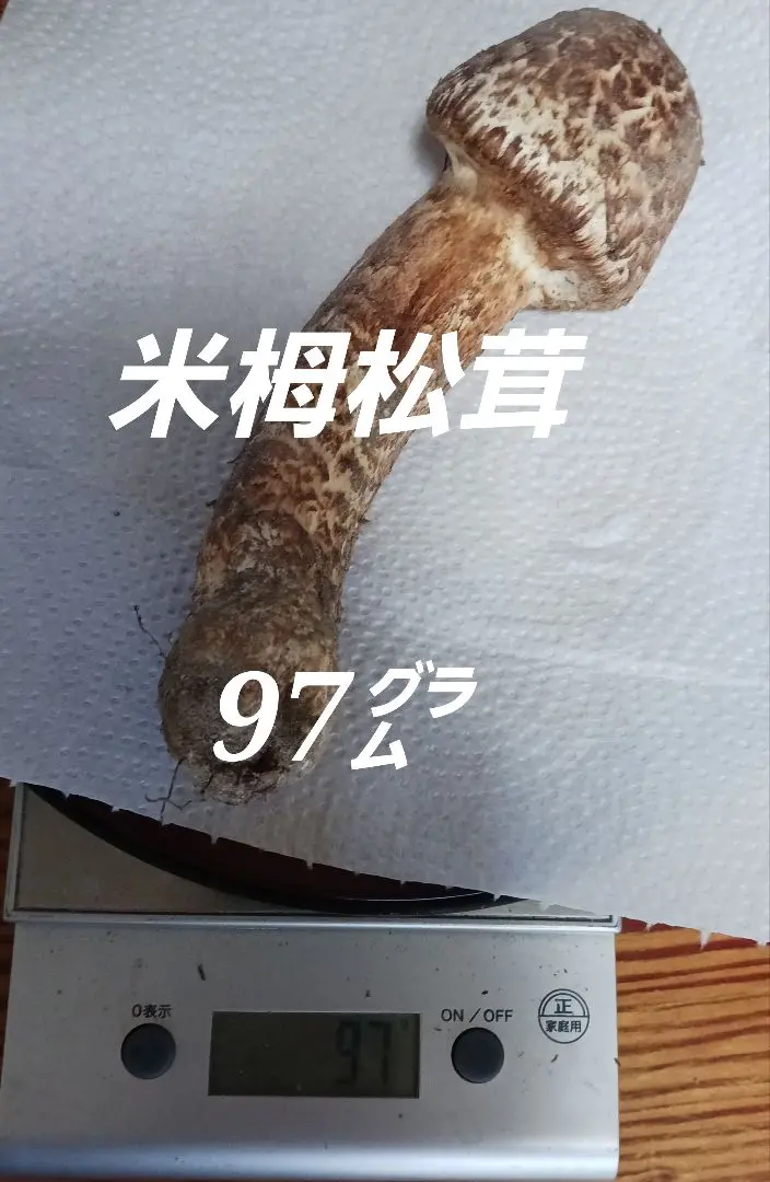 信州松茸栂（つが)松茸600g長野県産10/8採取