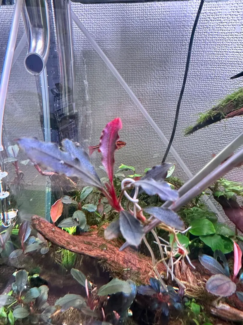 ブセファランドラsp.Ghost Kalimantan子株　1株 ブセファランドラsp.ゴーストカリマンタン❣️Bucephalandra sp