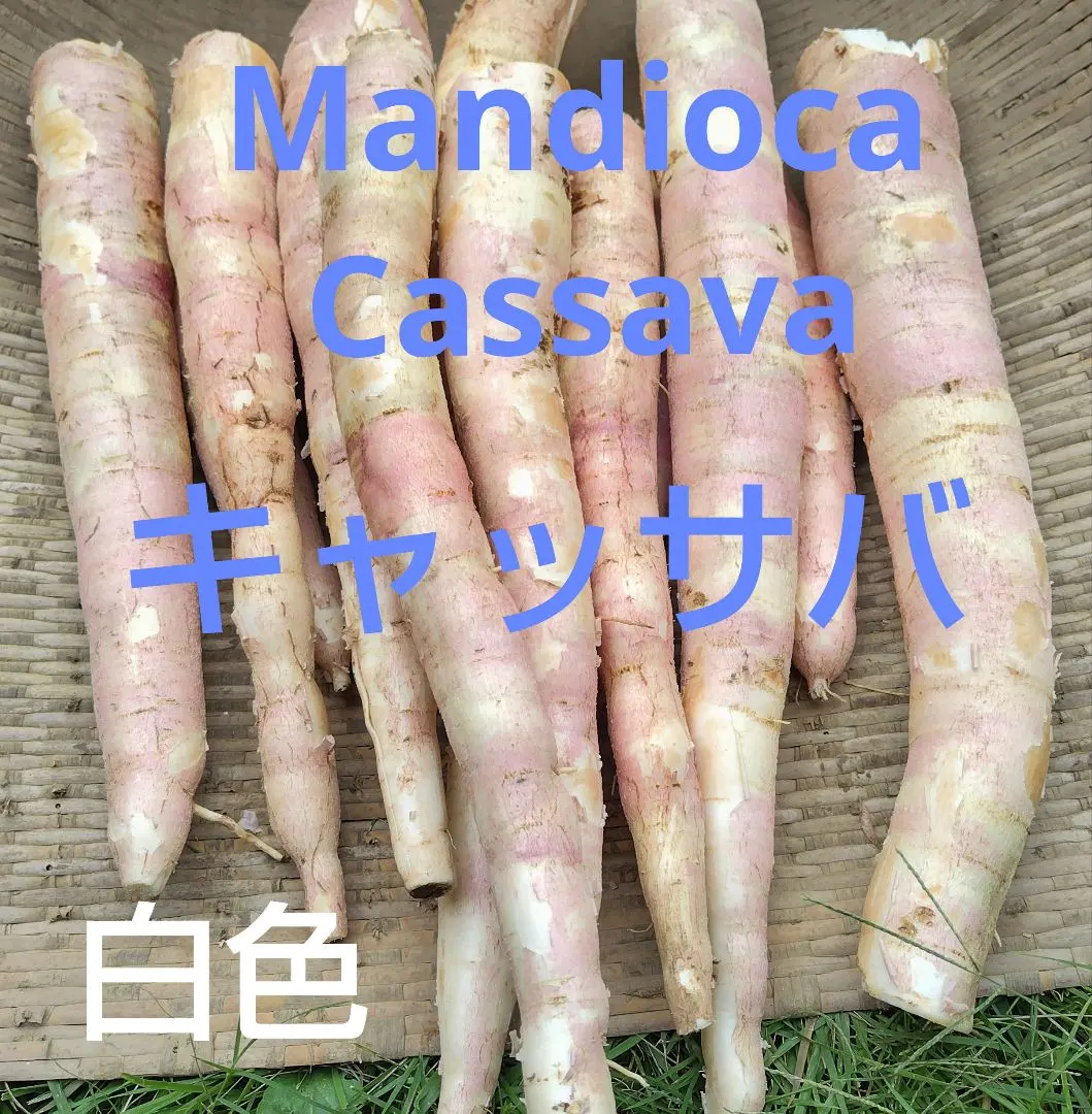 2025年最新】mandiocaの人気アイテム - メルカリ