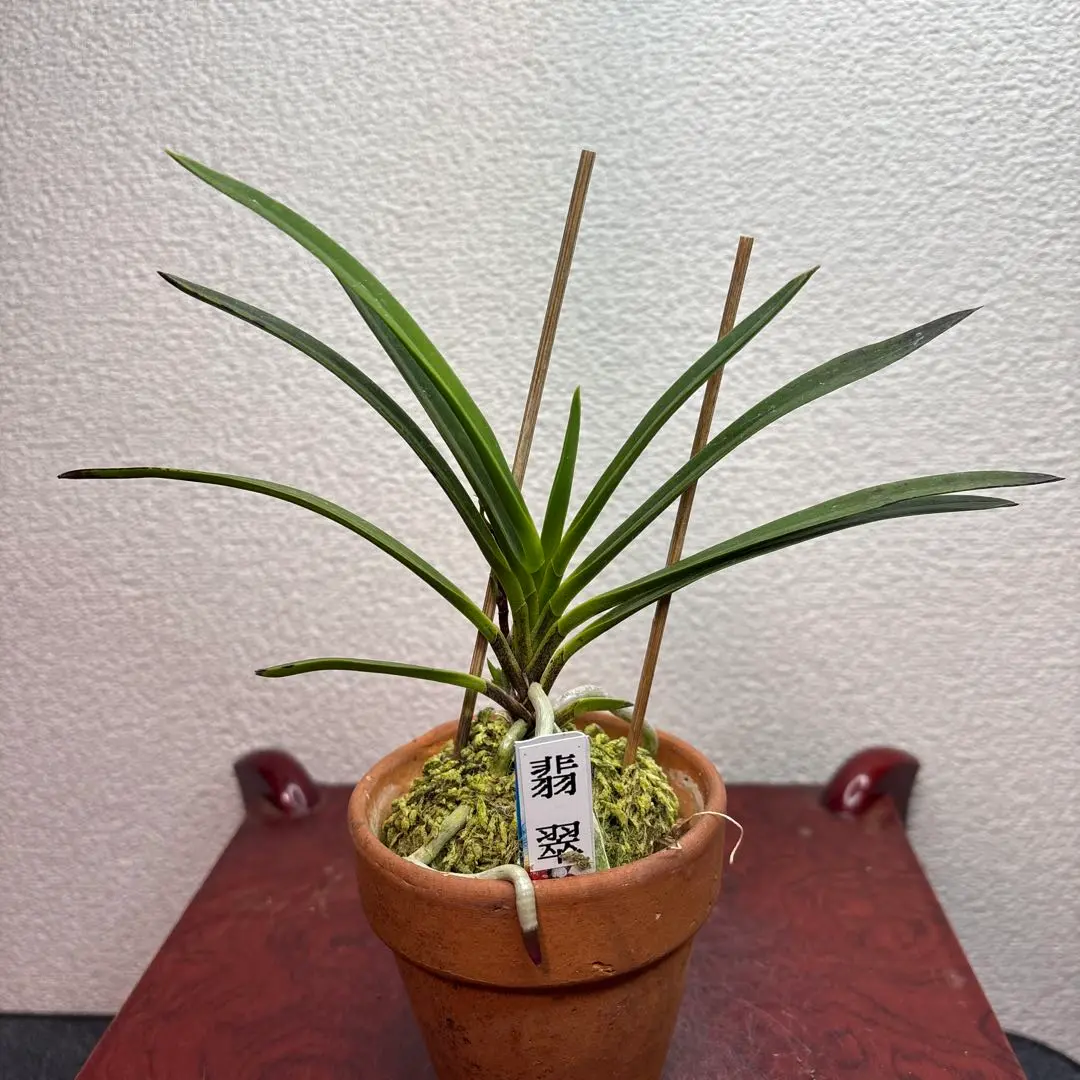 富貴蘭　必見!!翡翠の縞(本性品) 富貴蘭 必見!!翡翠の縞(本性品) - メルカリ