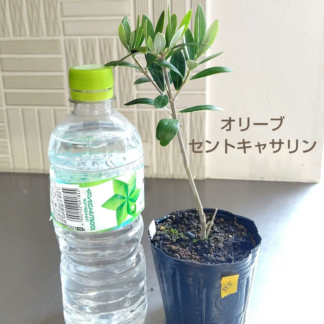 ⑯　オリーブの木souju『セントキャサリン』8号特大苗木最高等級極上品‼️希少 St.Catharine セントキャサリン／8号樹形おまかせ／SC-8-001