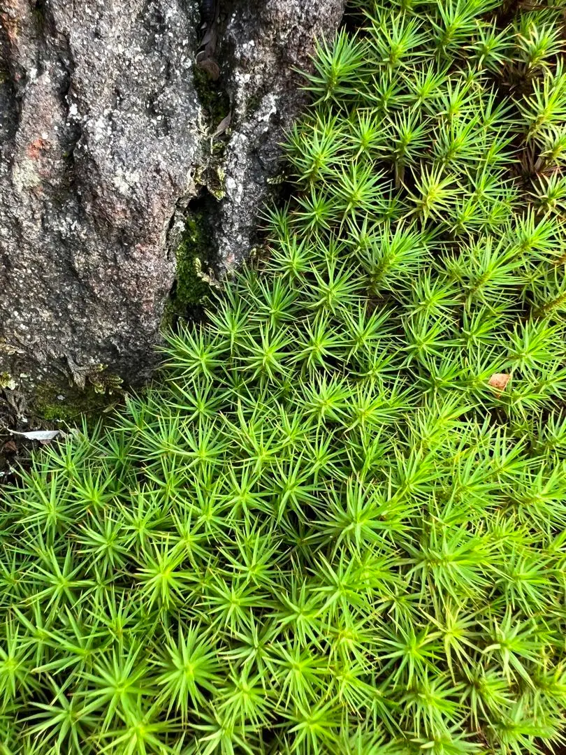 2025年最新】杉苔の人気アイテム - メルカリ