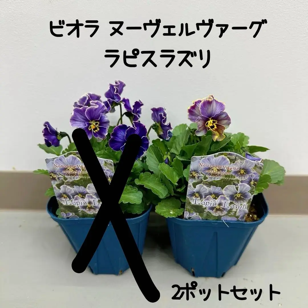 ◆Mieさま専用　ＮＬ5♥ヌーヴェルヴァーグ　ラピスラズリ♥希少♥花苗ポットごと ビオラ：ヌーヴェルヴァーグ ラピスラズリ3.5号ポット の通販