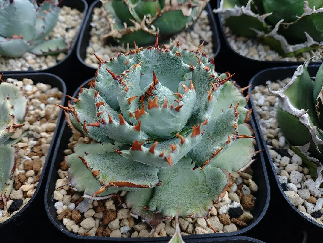 2025年最新】プリンセスクラウン アガベの人気アイテム - メルカリ