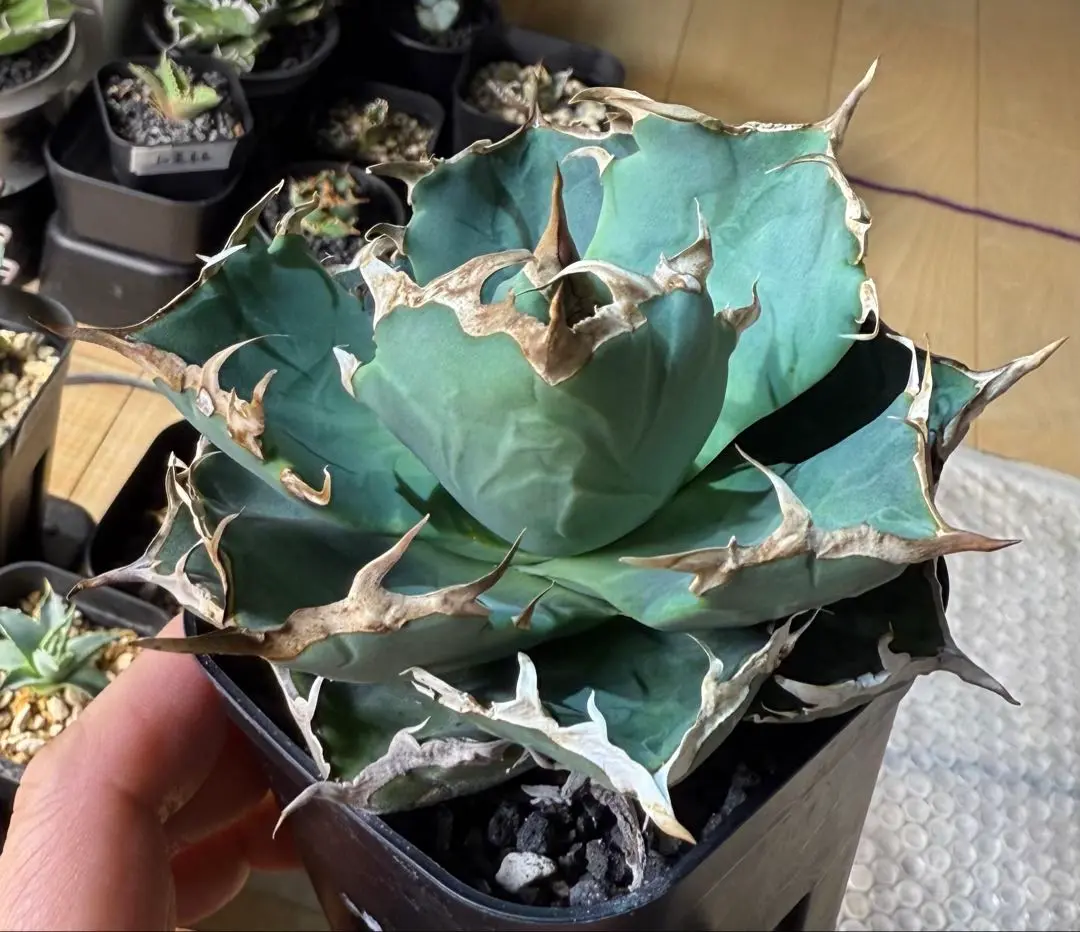 アガベ　チタノタ　緑鯨　中株 アガベ チタノタ 白鯨 中株 | Agave Rocon