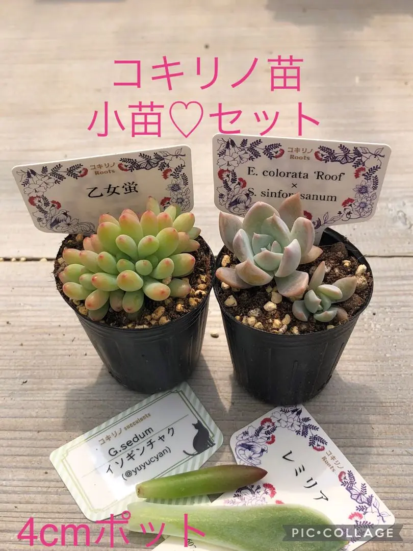 コキリノさん苗　乙女蛍 札付き　ポットごと コキリノGreen | こんにちは😃 Echeveria Japan @echeveriajapan