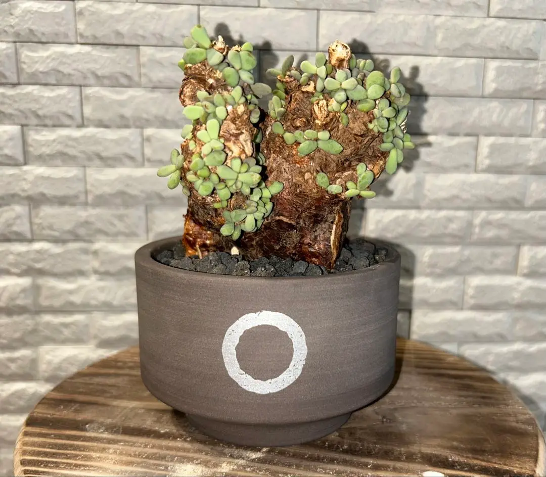 新品未使用✨QUTOTEN陶器鉢