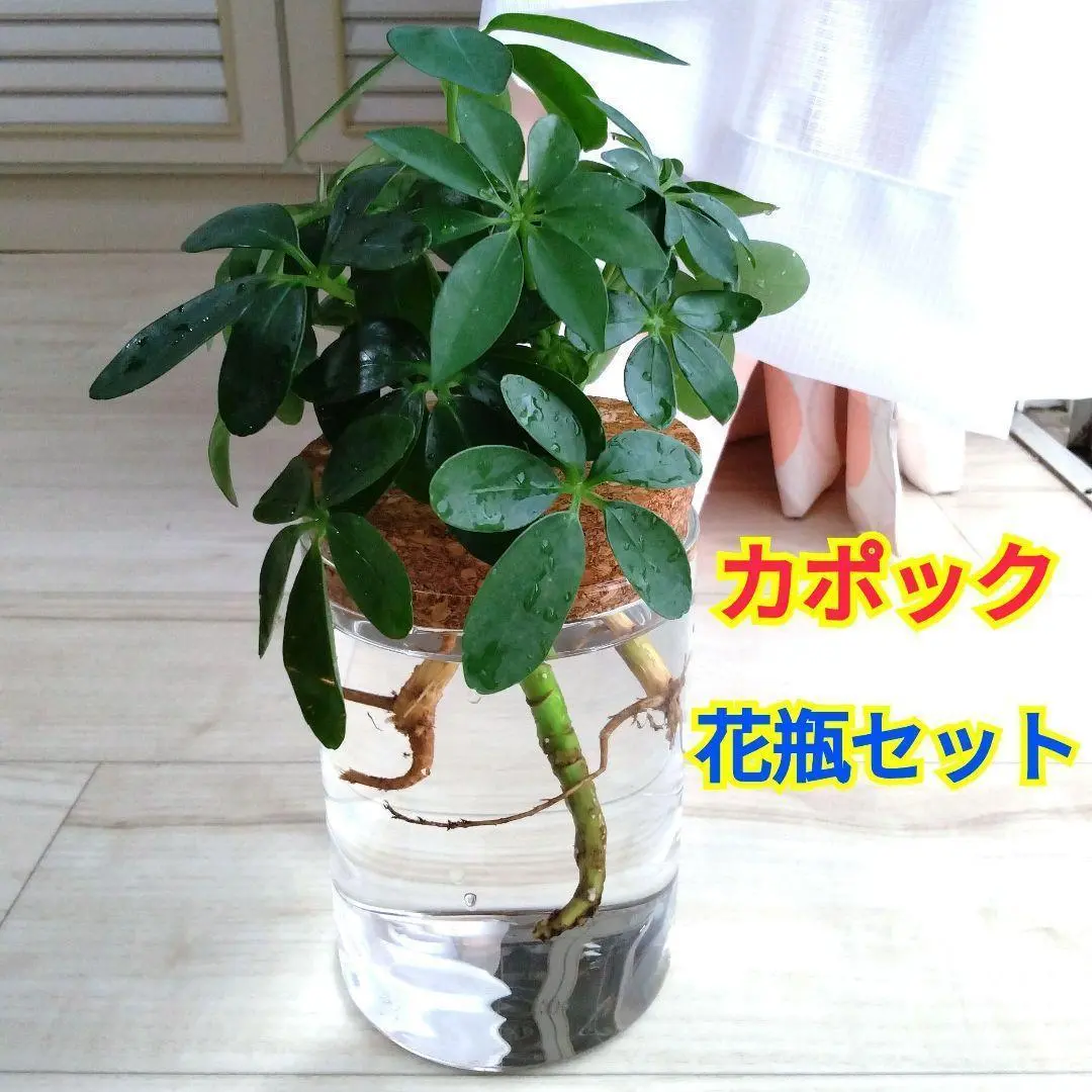 大型　希少　シェフレラ　マルコ　曲がり仕立て　10号　バルーン陶器鉢　植え込み 大型 希少 シェフレラ マルコ 曲がり仕立て 10号 バルーン陶器鉢