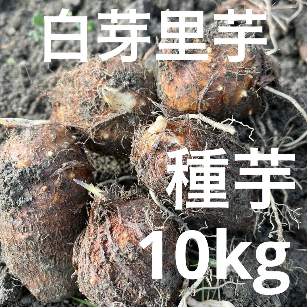 2025年最新】白芽里芋の人気アイテム - メルカリ