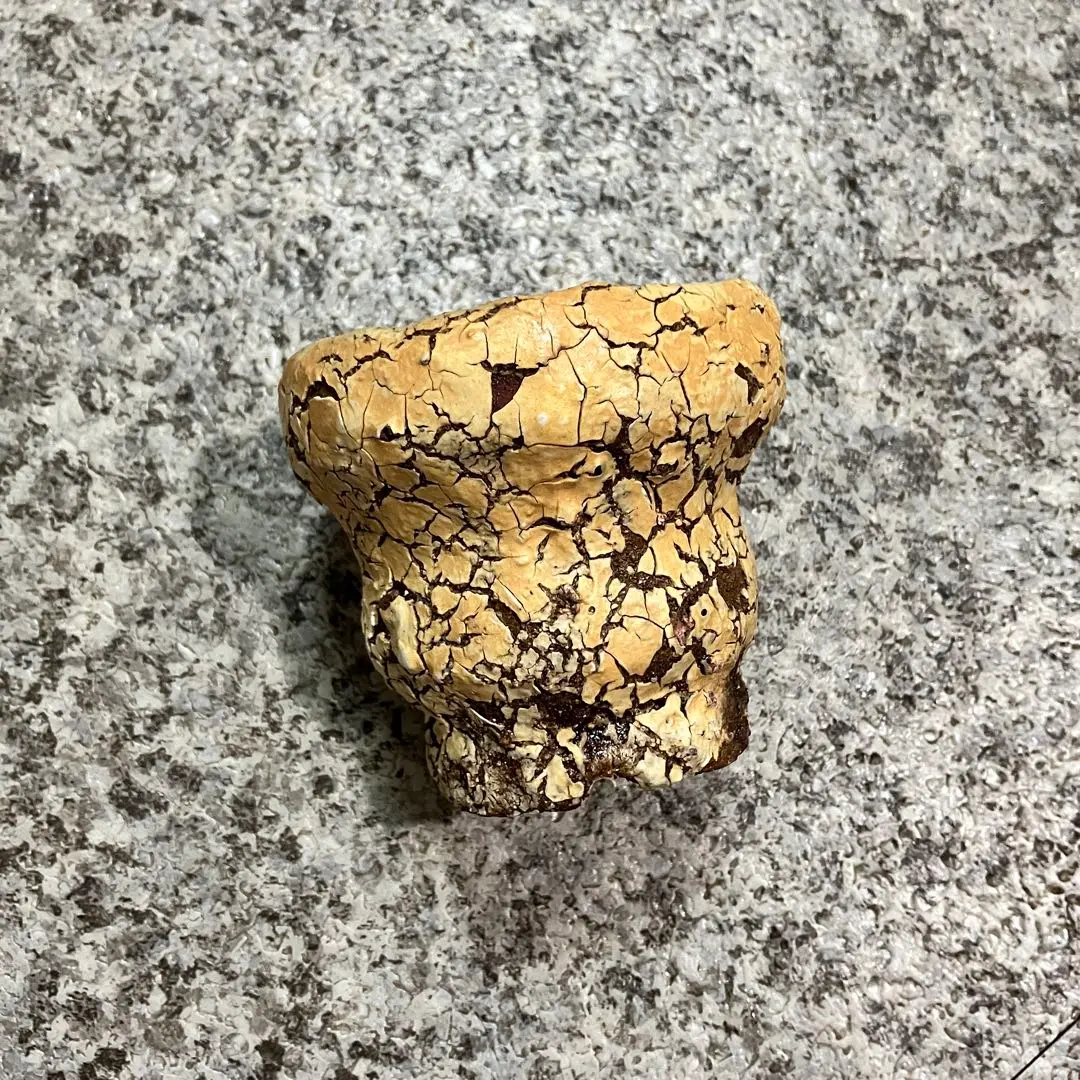 2025年最新】阪本健 鉢の人気アイテム - メルカリ