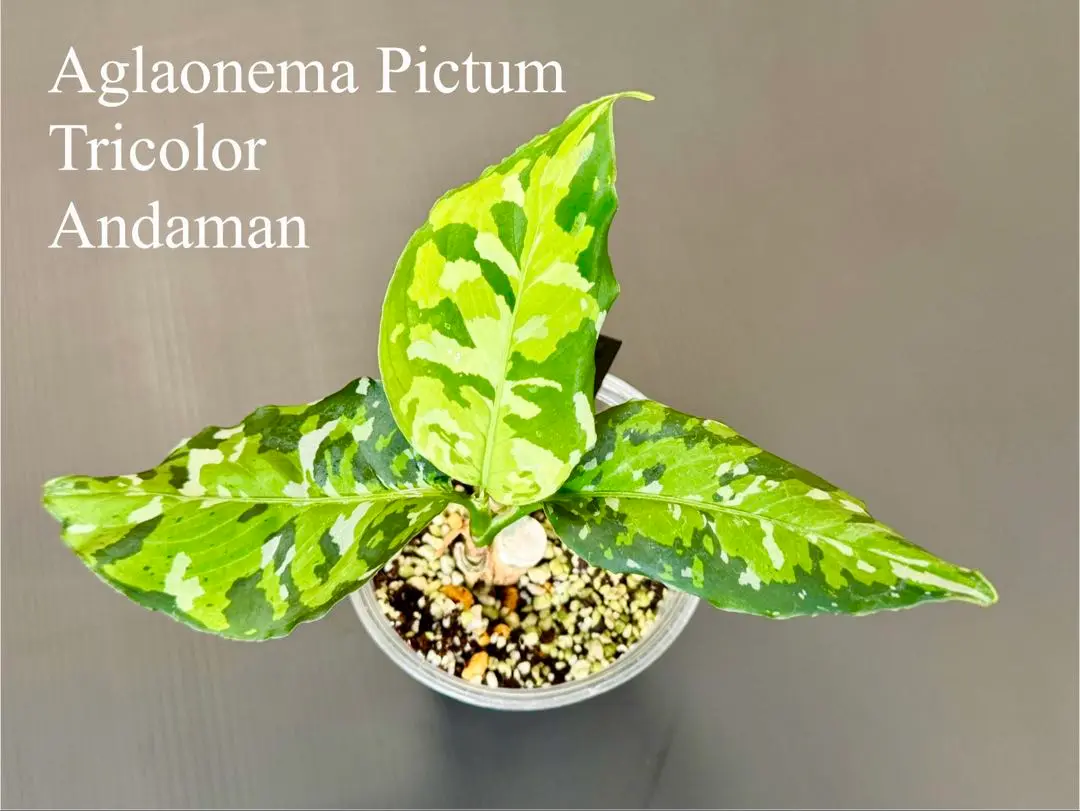 ID便 アグラオネマ ピクタム トリカラー アンダマン ANDAMAN
