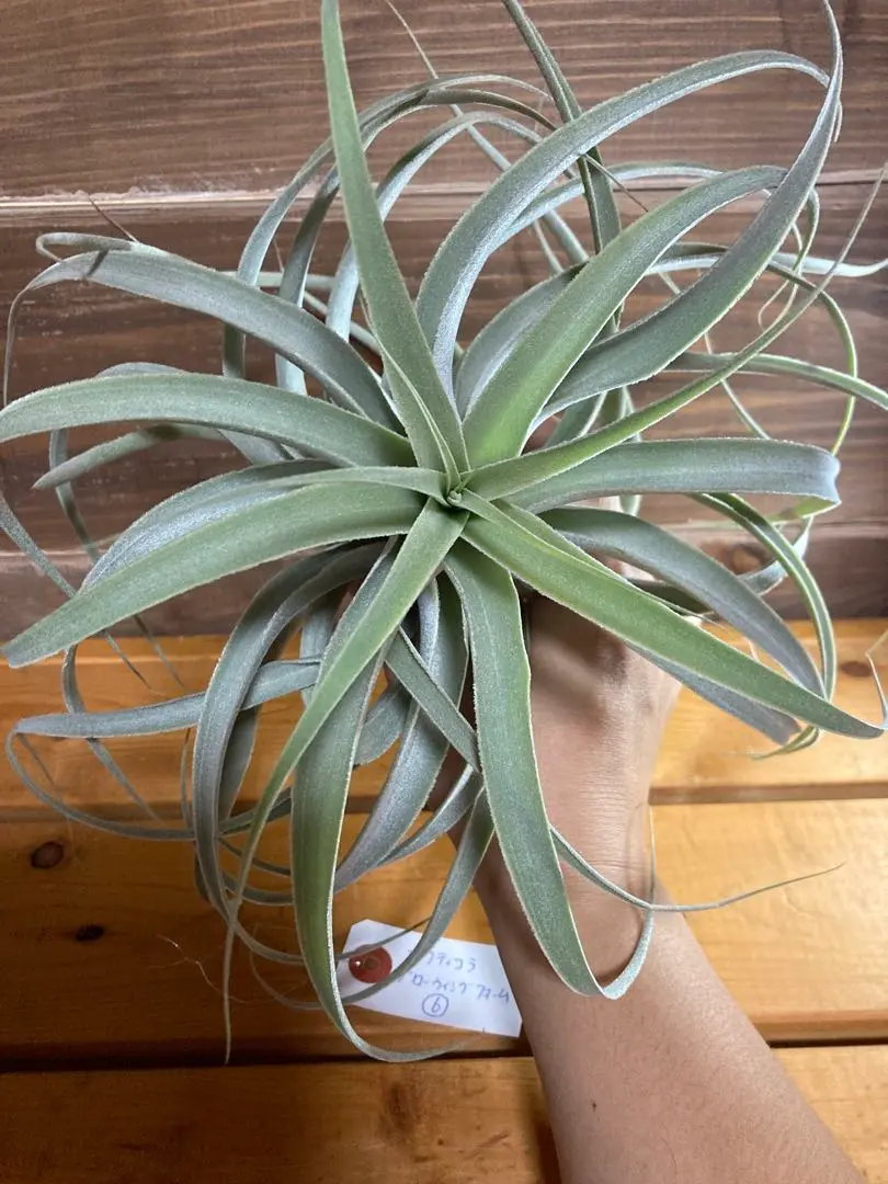【SW6様】チランジア　カクティコラ チランジア・カクティコラ Tillandsia cacticola 育て方 図鑑