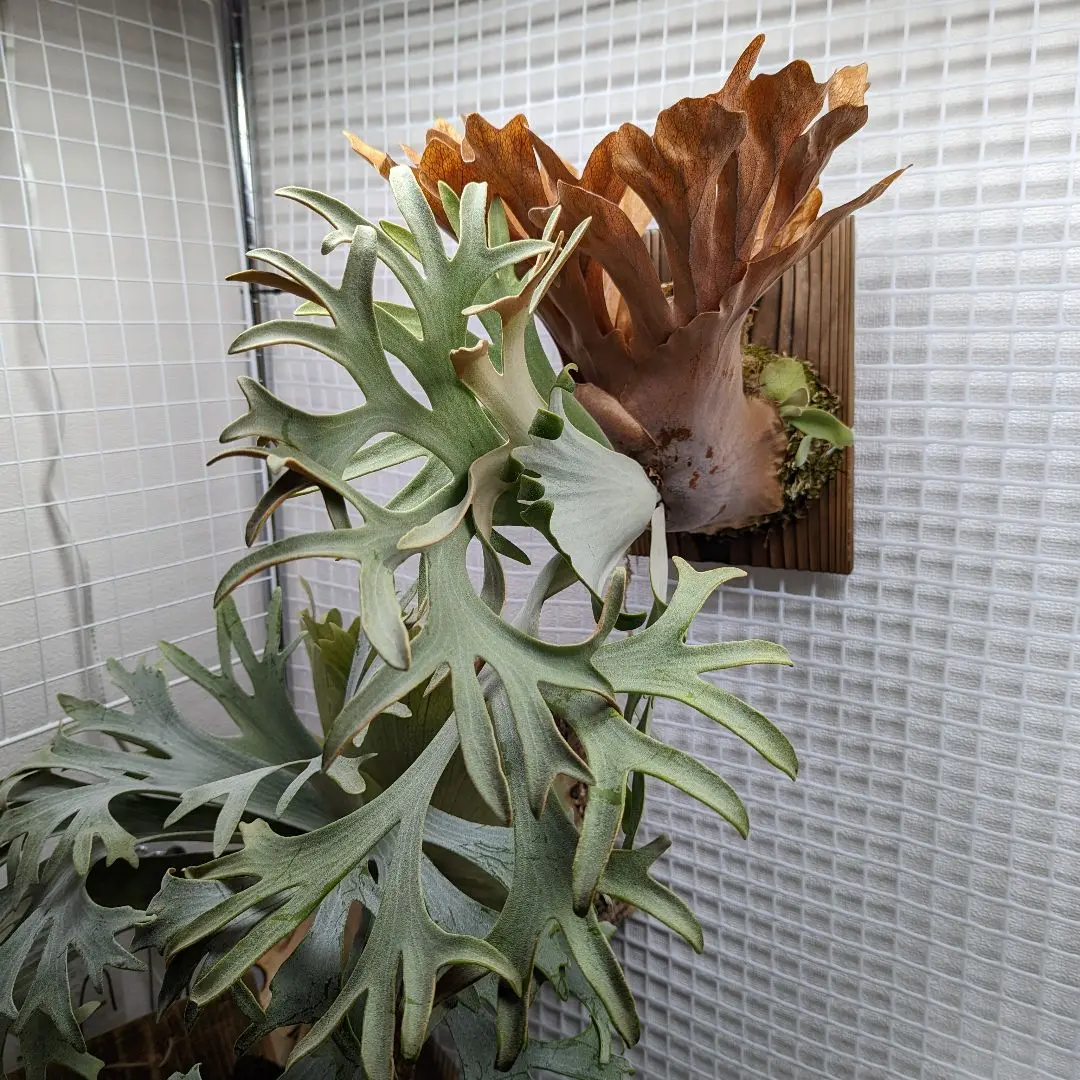 ぢ*ゅ様 P.veitchii wild Australia 株分　ビカクシダ子 P. veitchii wild Australia ビカクシダ 株分け OC