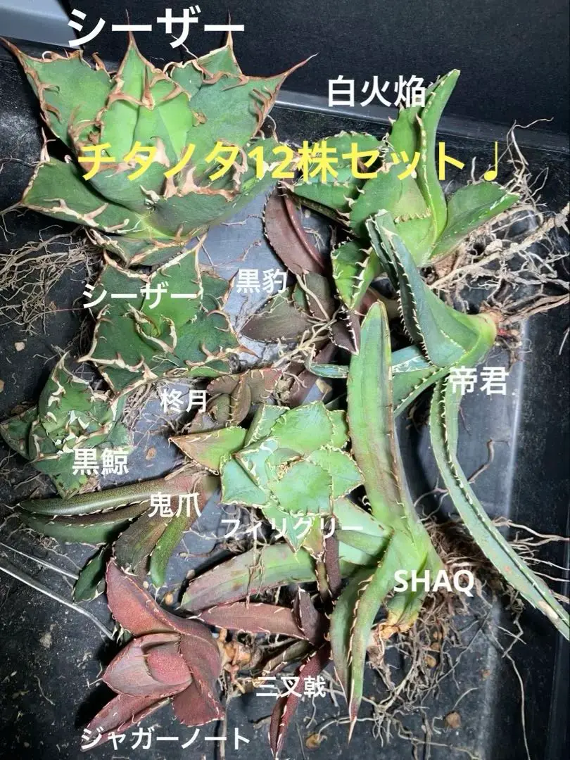 2025年最新】アガベ帝君の人気アイテム - メルカリ