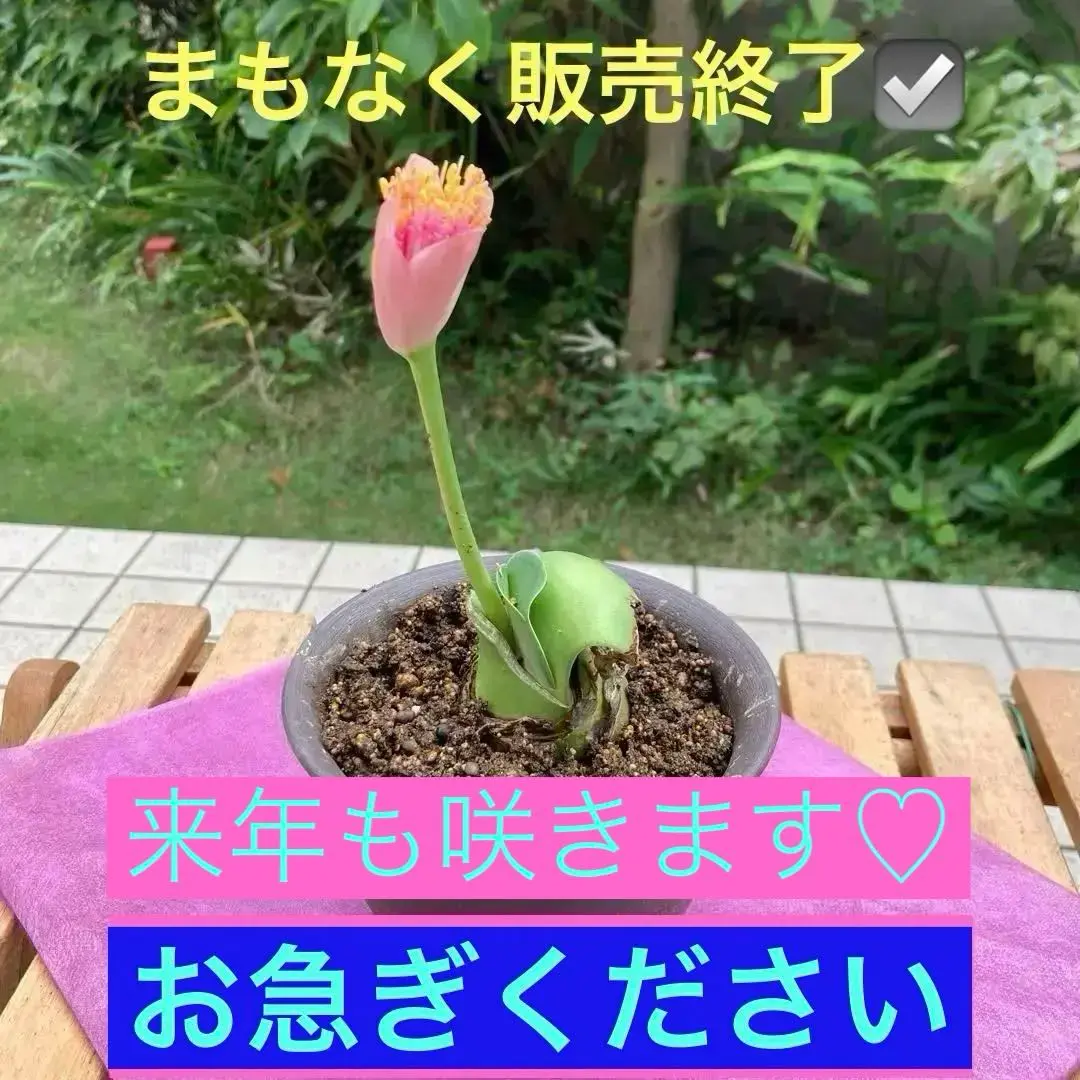 マユハケオモト　桃花　濃いめ　ピンク　ハエマンサス ピンクマユハケオモト（桃花マユハケオモト） - 「中越植物園