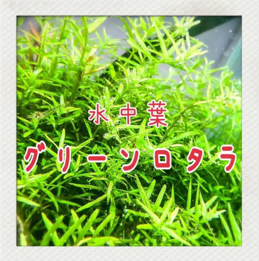 2025年最新】ada メタハラの人気アイテム - メルカリ