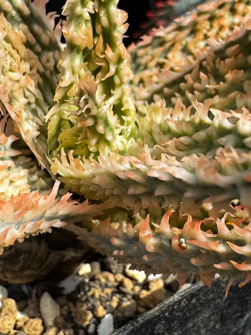 2025年最新】アロエ テンプラの人気アイテム - メルカリ