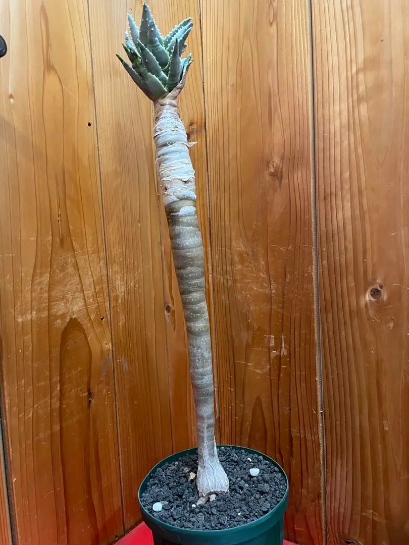 CHUBBY PLANTS | Aloe pillansii アロエ種の中で最も巨大に