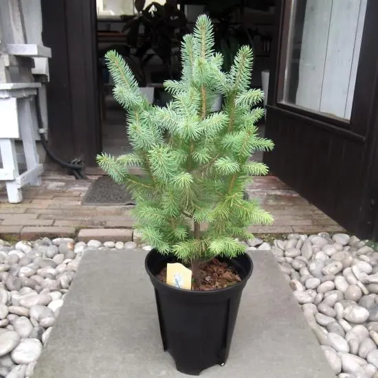 2025年最新】プンゲンス スーパーブルーの人気アイテム - メルカリ