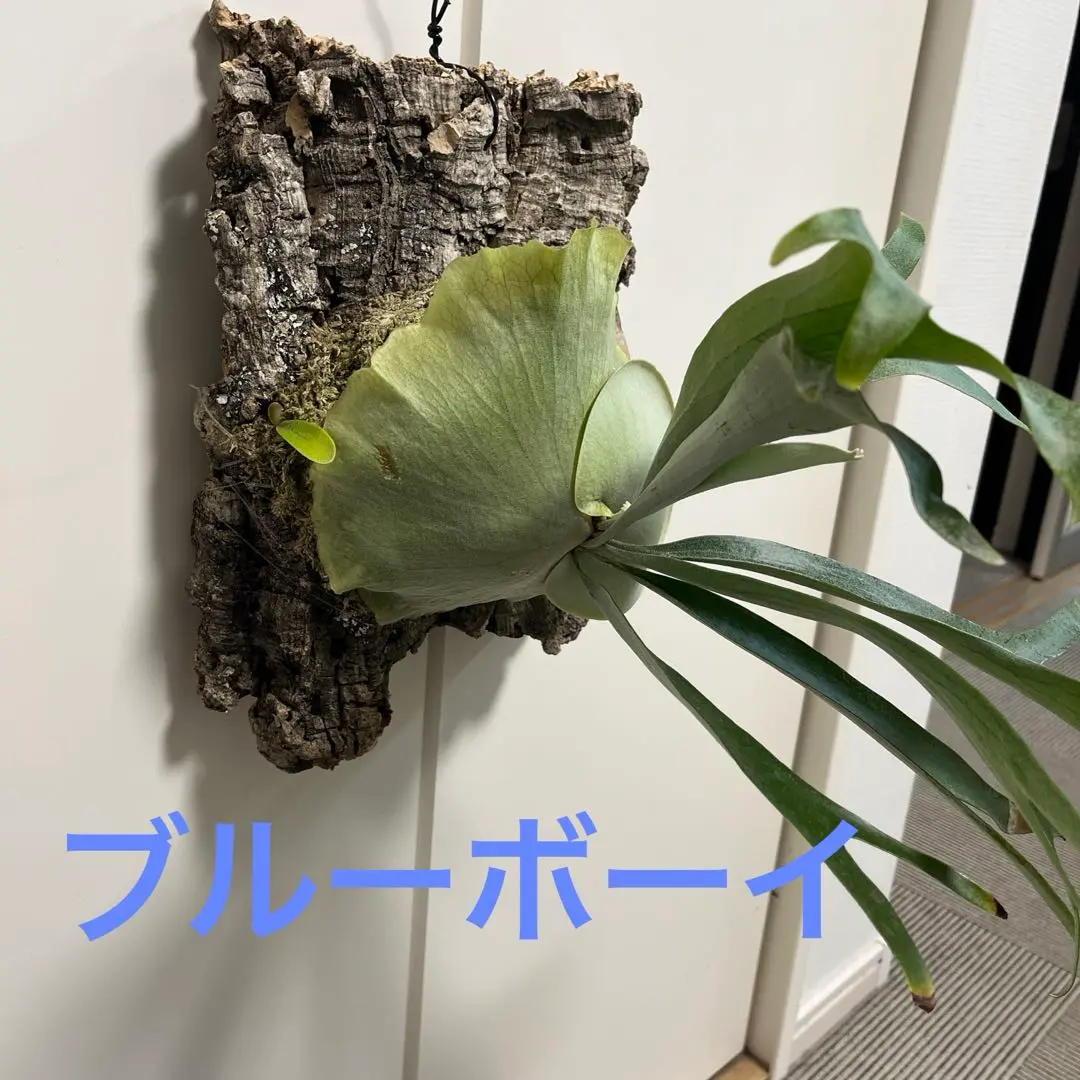 ビカクシダ BlueBoy 早いもの勝ちです ビカクシダ・ブルーボーイの成長記録#2 | ビカクシダと僕の趣味