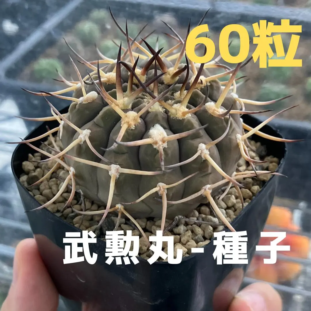 ギムノカリキウム バリスピナム 武勲丸 【抜き苗発送】 ギムノカリキウム バリスピナム 武勲丸 【抜き苗発送】