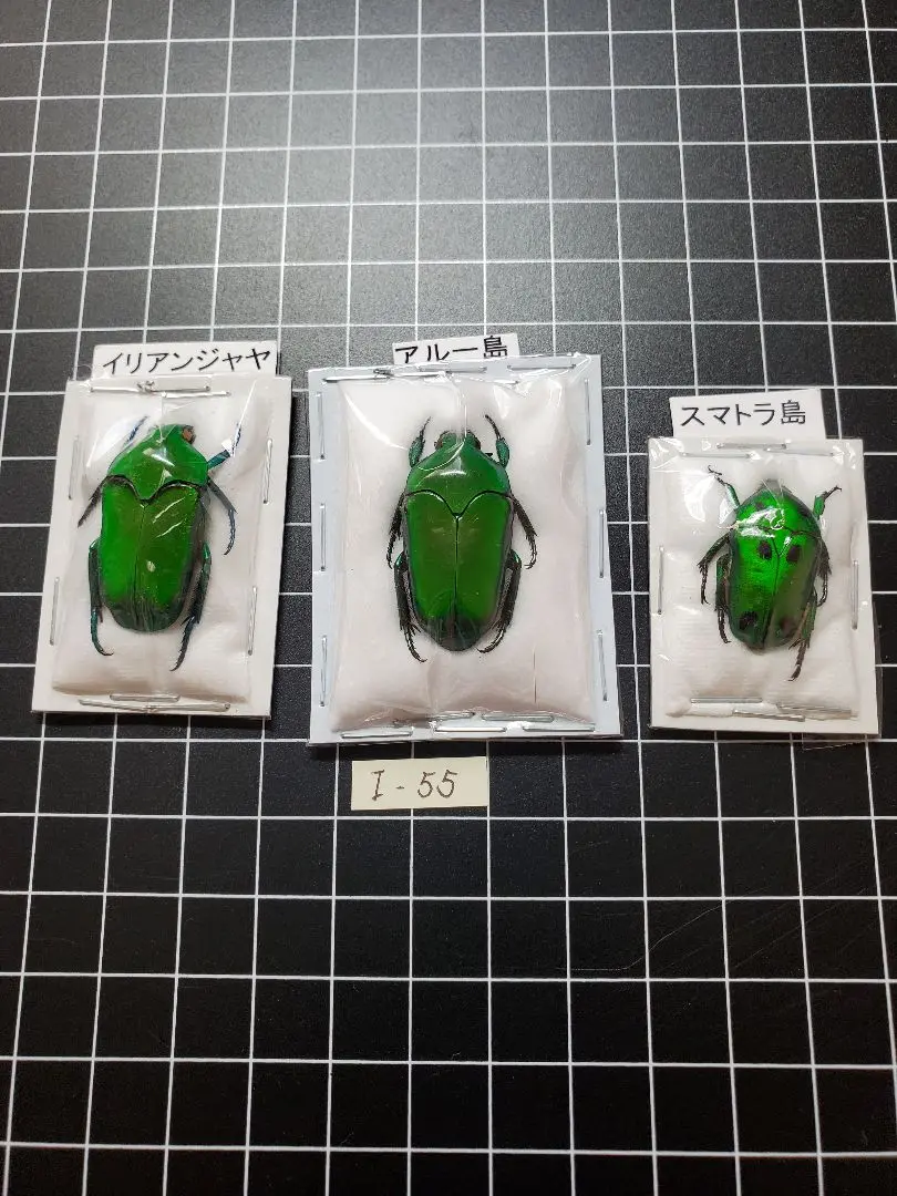 昆虫標本　オオクワ　ミヤマクワガタ　カナブン オオクワガタ♂71＋♀47（クワガタ標本） : オオクワ京都