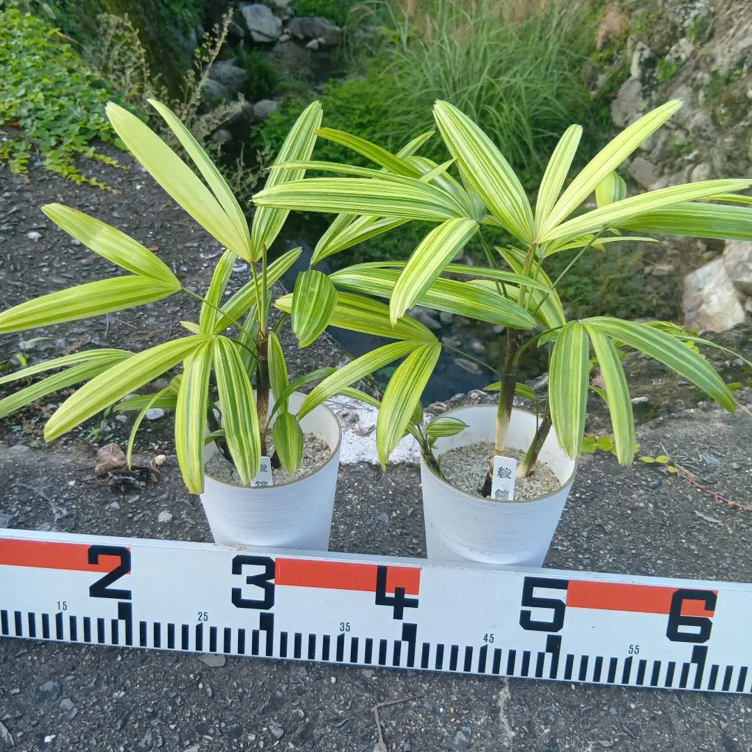 2025年最新】観音竹鉢の人気アイテム - メルカリ