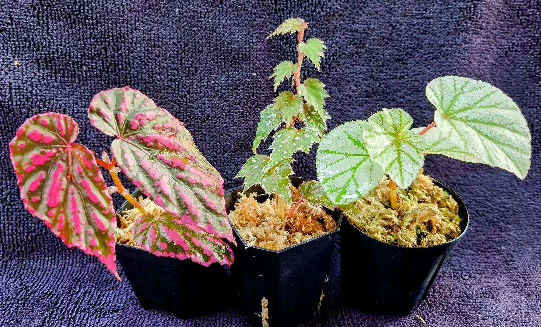 TVP❣️ 特価❣️高級原種ベゴニア4点セット　Begonia B TVP様専用❣️ 特価❣️高級原種ベゴニア4点セット Begonia B