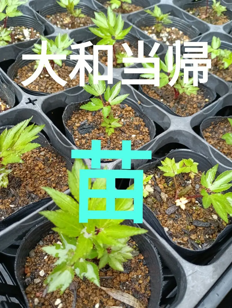 大和当帰　奈良県産　無農薬　９個　苗　まとめ売り　やまととうき 2025年最新】大和当帰 苗の人気アイテム - メルカリ