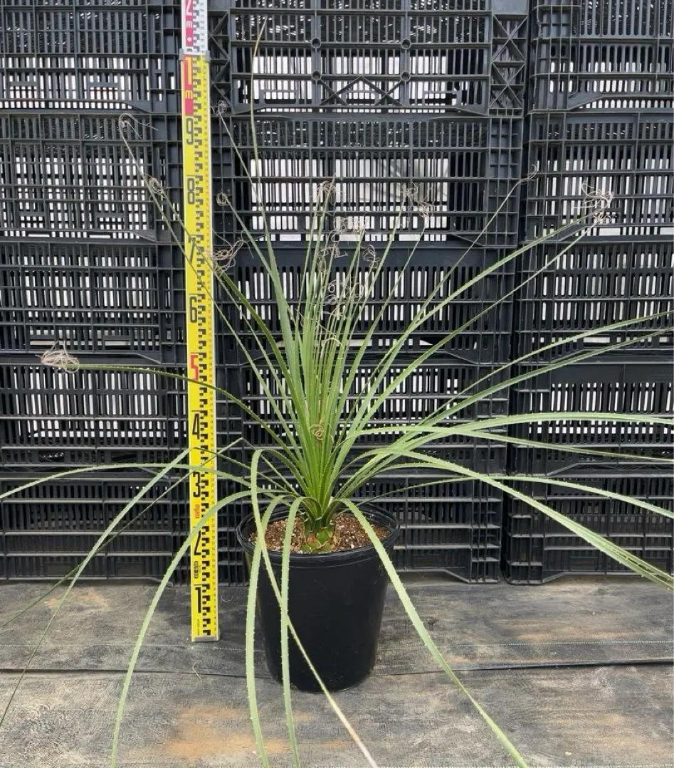 【現品】ダシリリオン・ミキワネンシス　大株　12号　5Ｆ番 楽天市場】【現品・現物】ダシリリオン・ミキワネンシス 大株 12