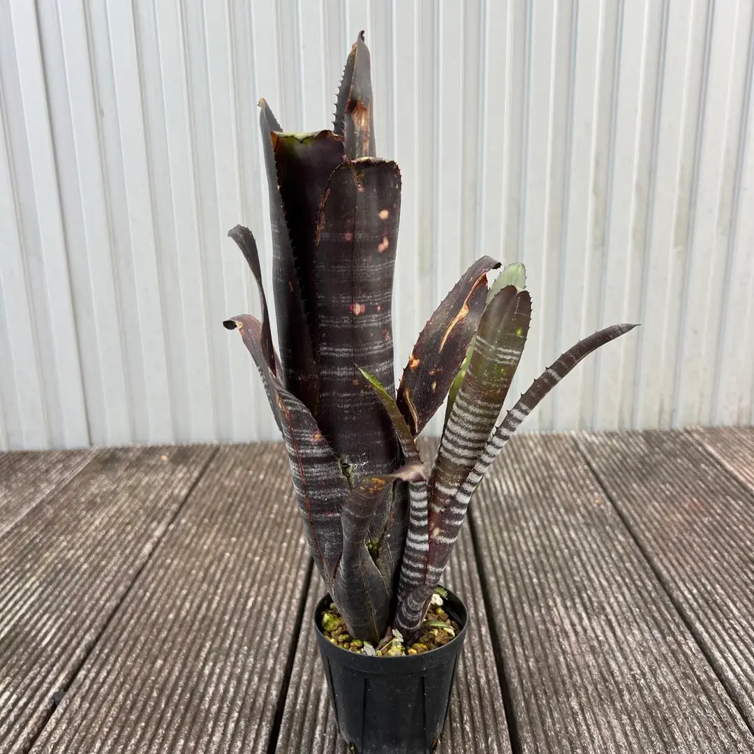 a13 ビルベルギア ダースベイダー タンクブロメリア エクメア ビルベルギア・ダースベーダー Billbergia Darth Vader( Bill
