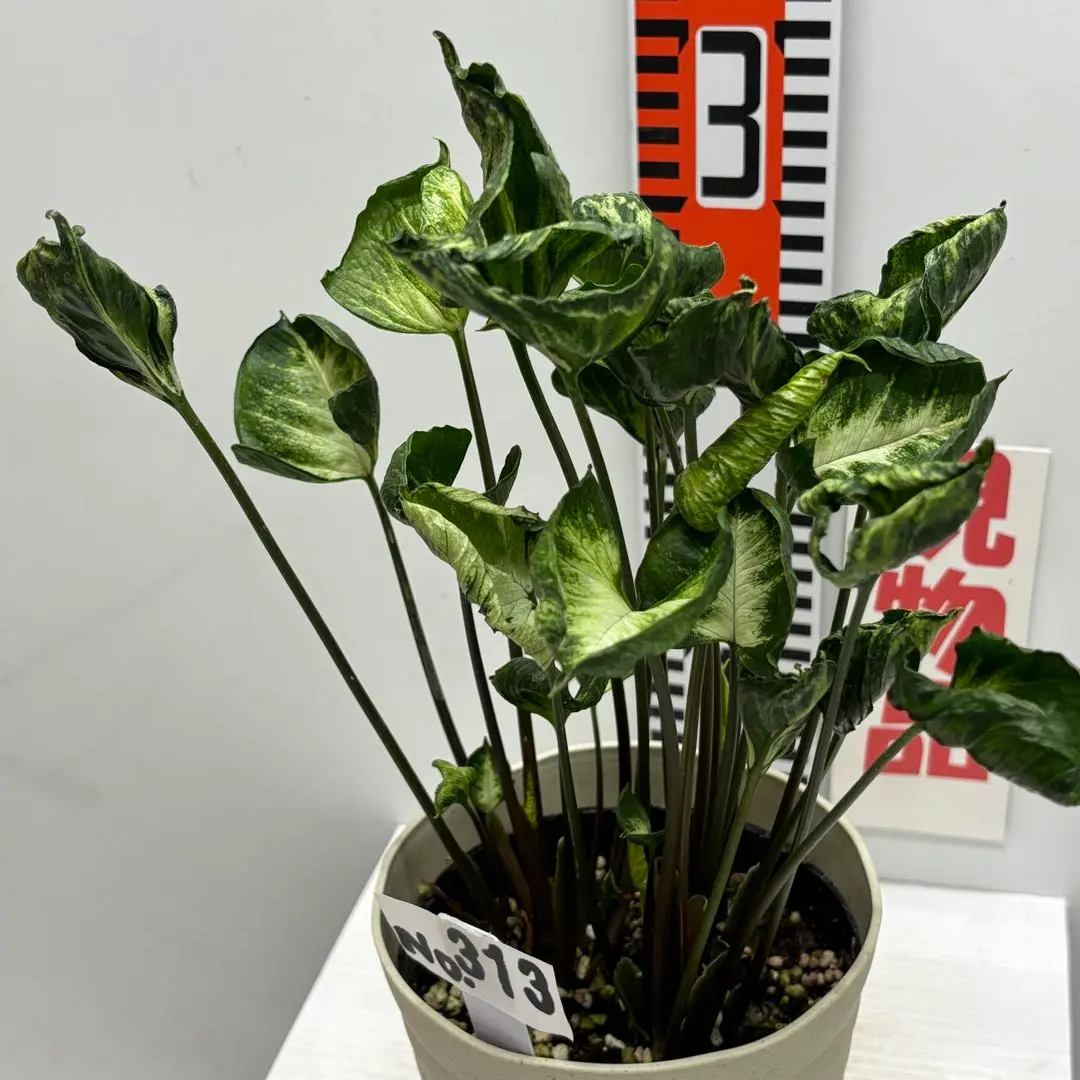 シンゴニウム　ゴジラ他ご注文分 シンゴニウム ゴジラ他ご注文分 1460429d14d517883822db3da22ef1