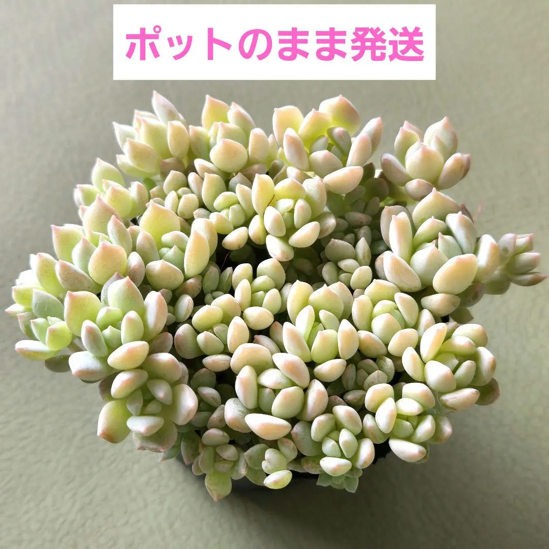 多肉植物♡ダーリーサンシャイン～ちび苗～つぶつぶ～♡ポットごと発送のお値段^^④ 多肉植物♡ダーリーサンシャイン～ちび苗～つぶつぶ～♡ポット